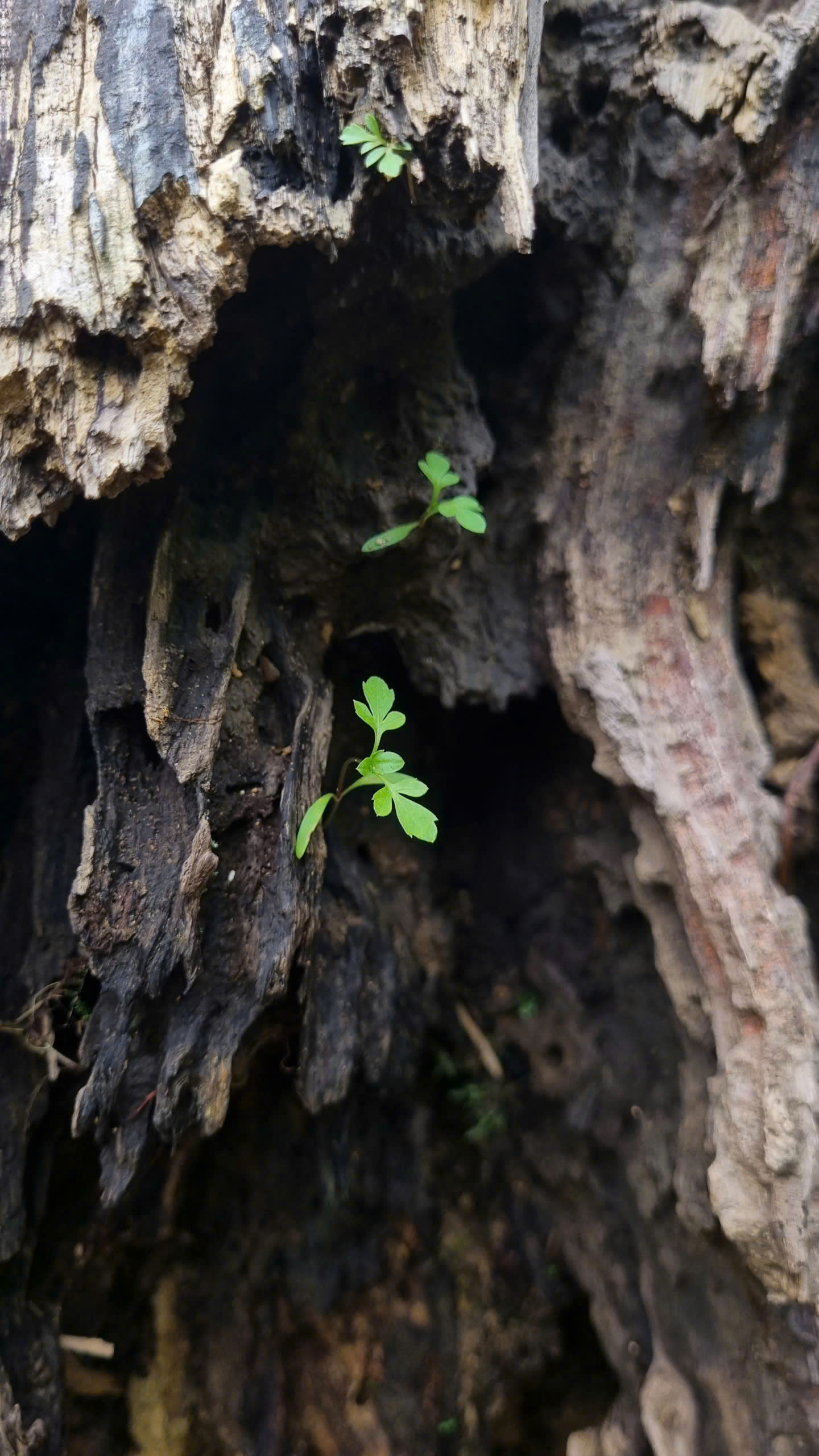 Discover Chiềng Yên: A One-Day Authentic Adventure